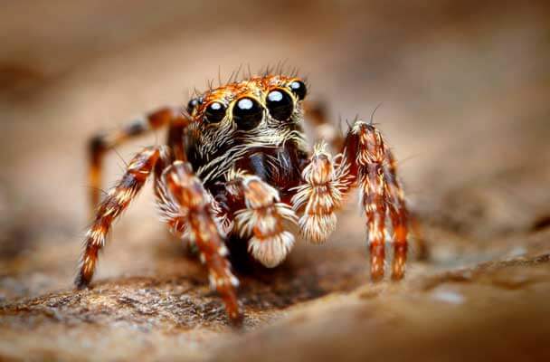 4 common spiders in the pacific northwest - Vancouver WA Pest Control ...