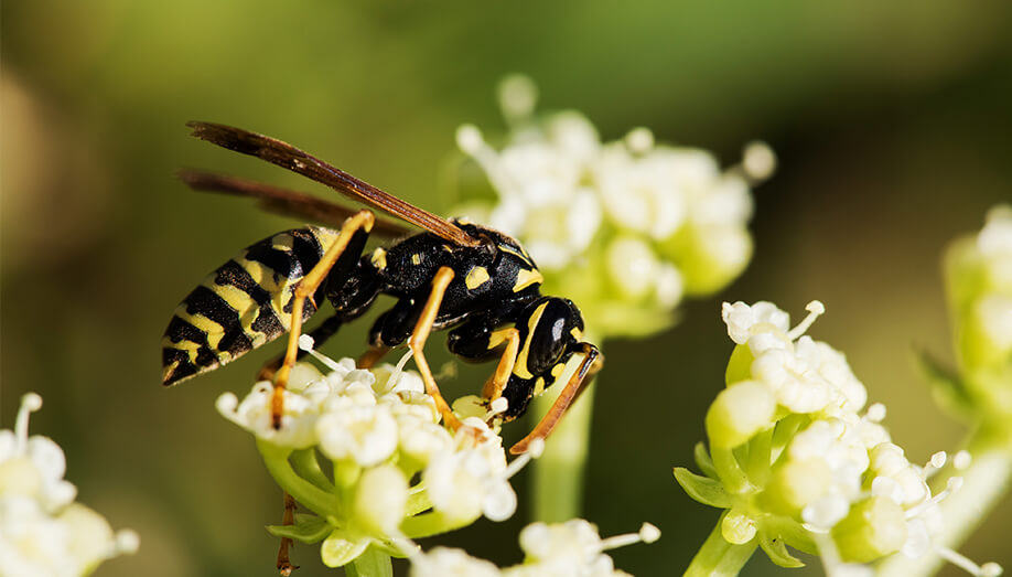 summer paper wasp stinging insect