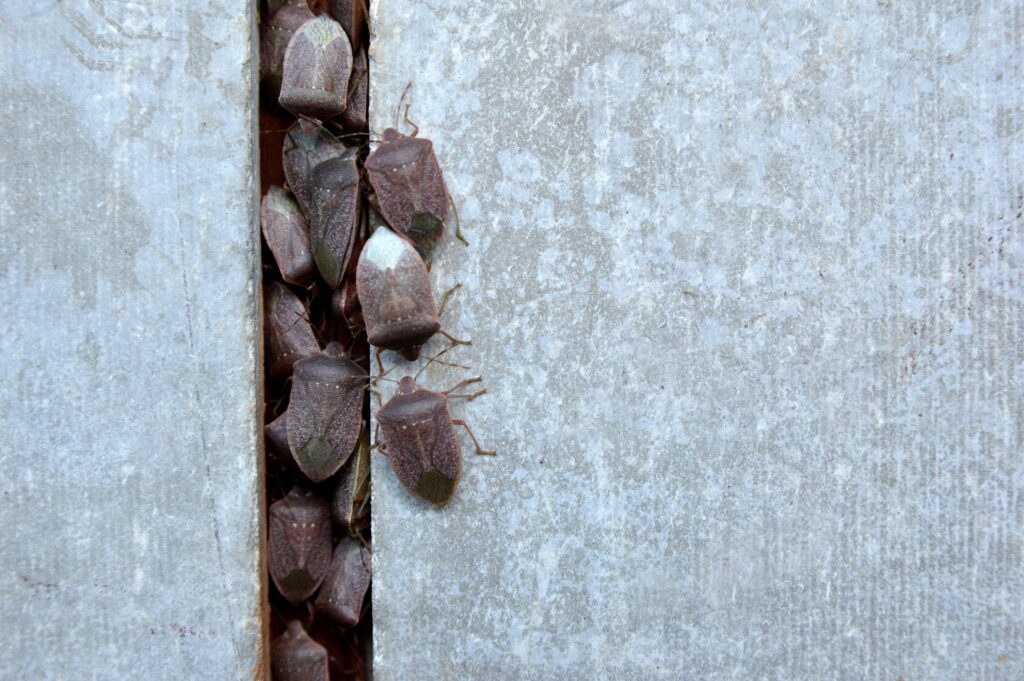 Stink bugs