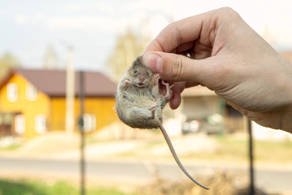Mouse prevention