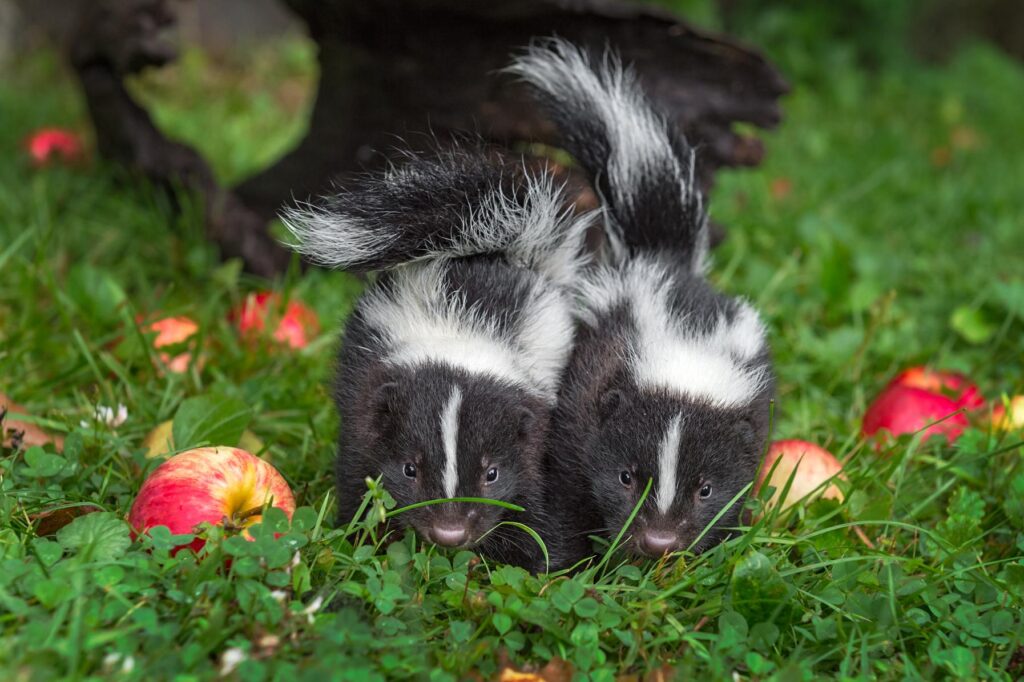 when are skunks most active