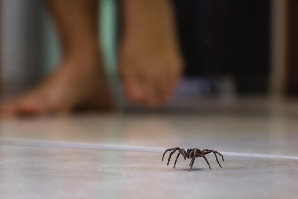 why spiders are invading your home 