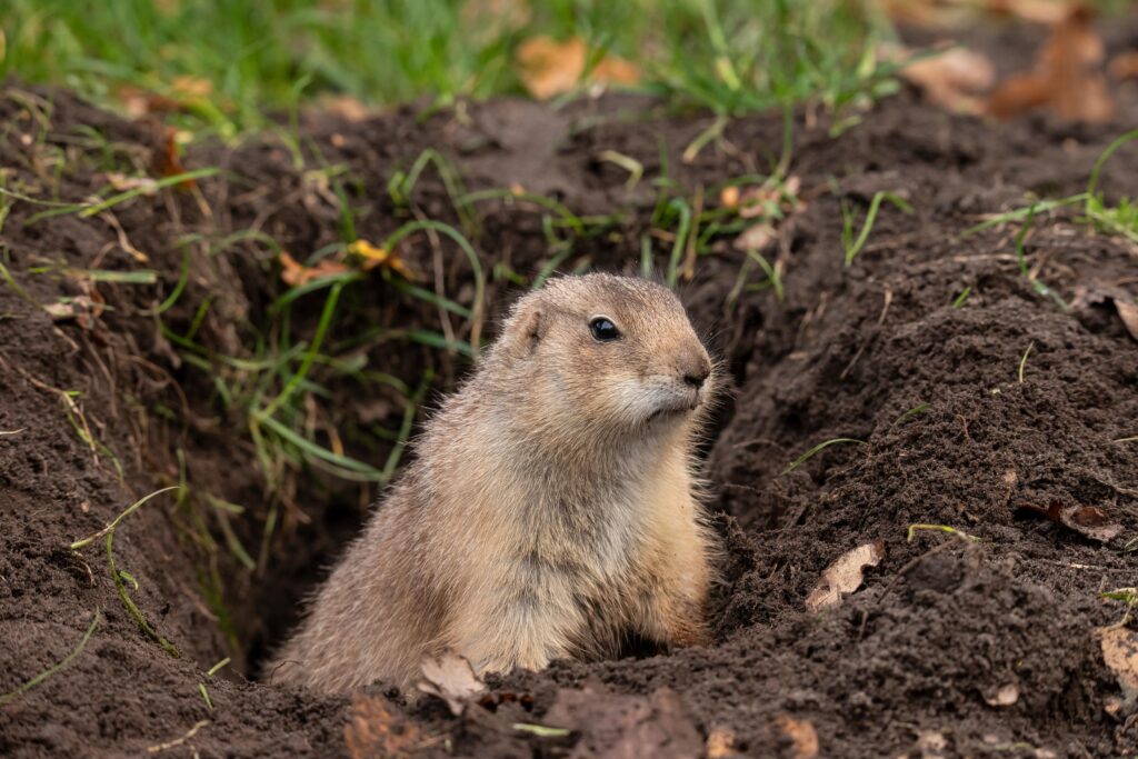 How to Spot Gophers Early and Save Your Yard