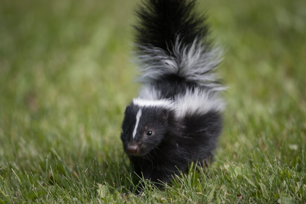 how to keep skunks away