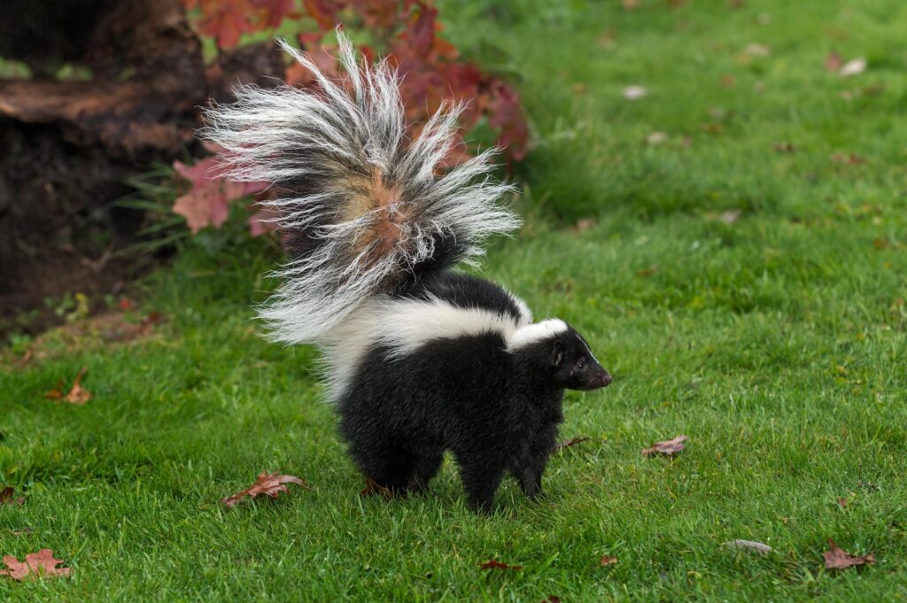 how to keep skunks away