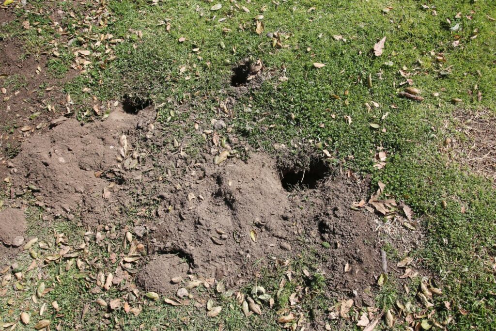 Prevent Groundhogs from Wrecking Your Yard