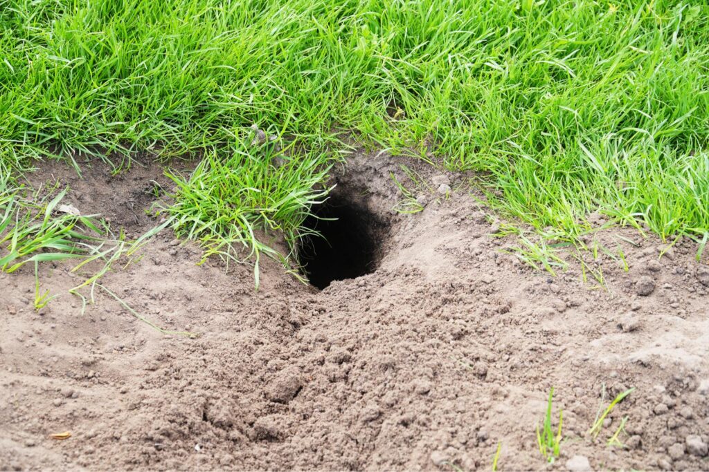 Spot Gophers Early
