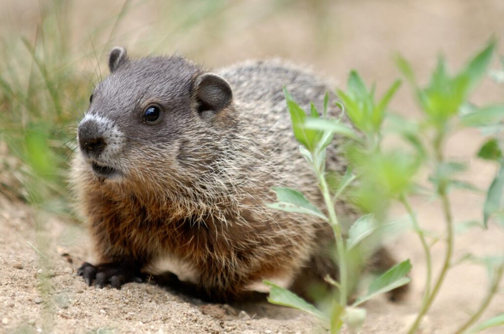How to Prevent Groundhogs from Wrecking Your Yard This Summer