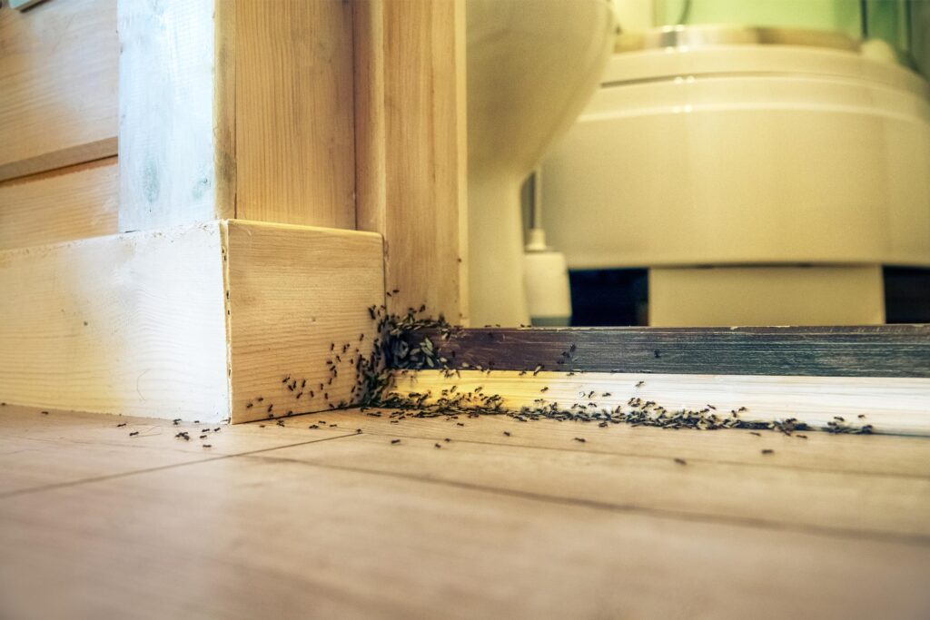 why ants invade homes