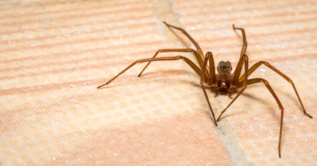fall spider control