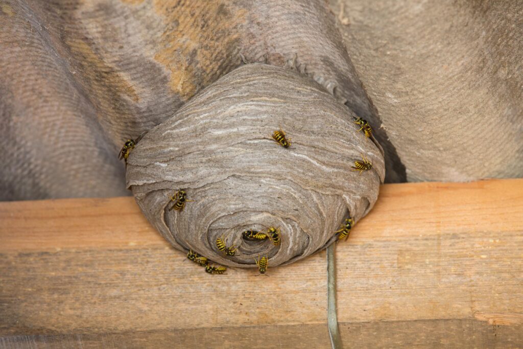 AdobeStock 75694961 &ndash; Genuine Pest Control