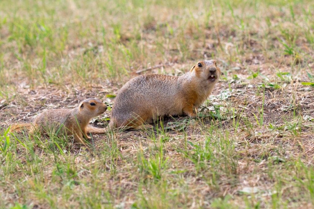 Gopher Control Tips 