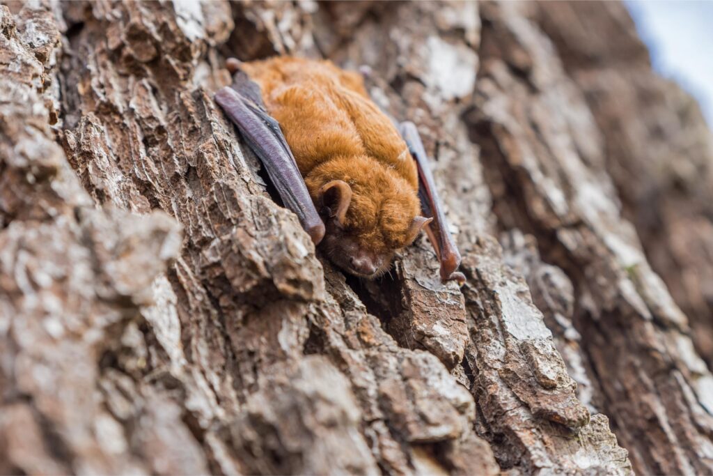 when do bats enter homes