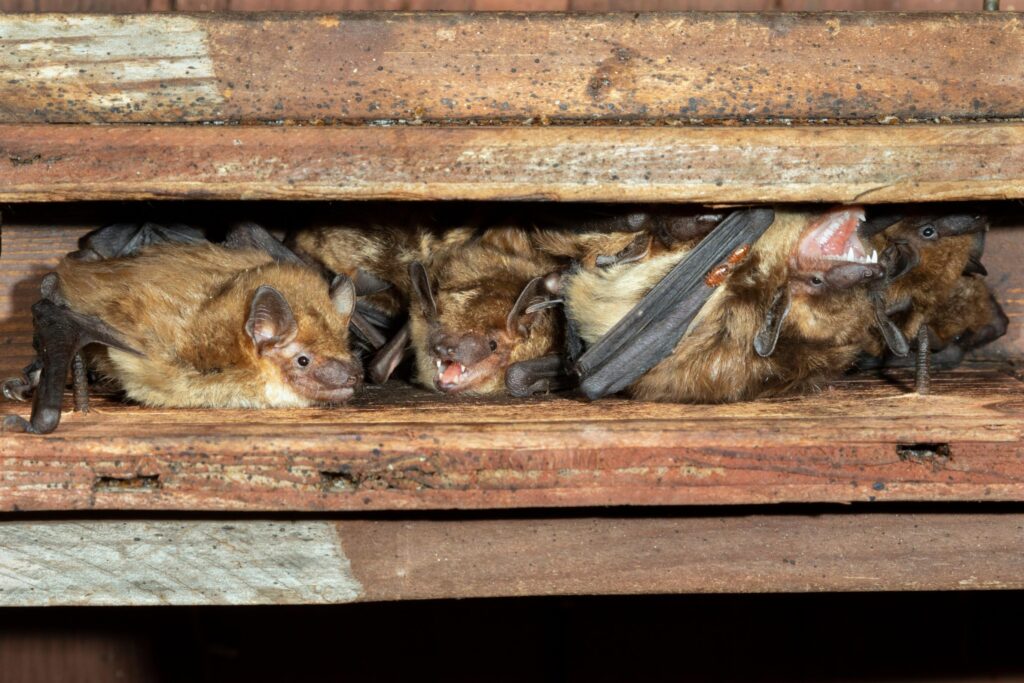 when do bats enter homes