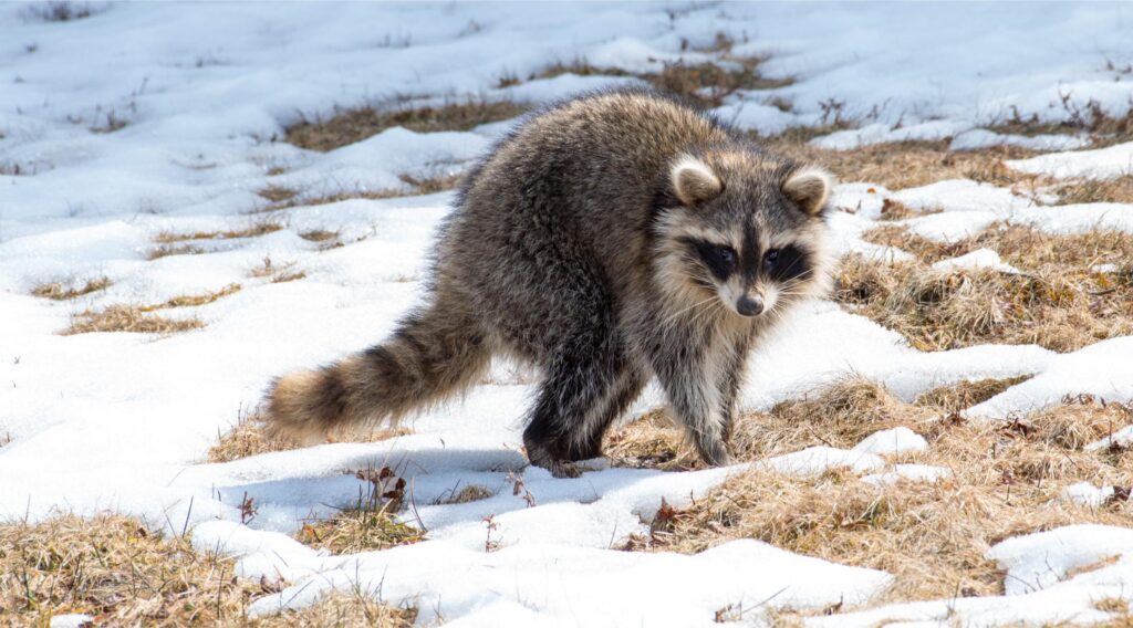 Clean Up After a Raccoon Infestation